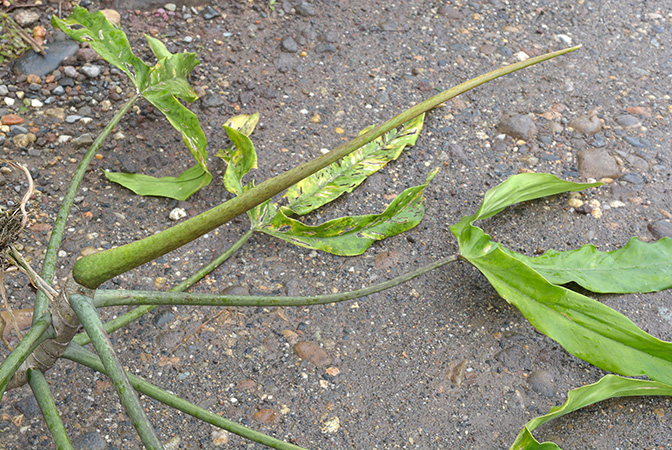 Philodendron paloraense