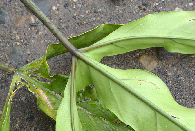 Philodendron paloraense