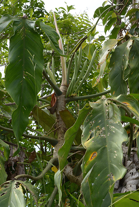 Philodendron paloraense