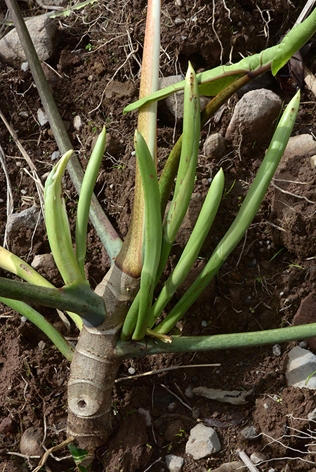 Philodendron paloraense