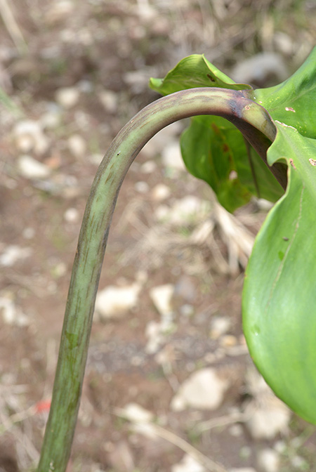 Philodendron paloraense