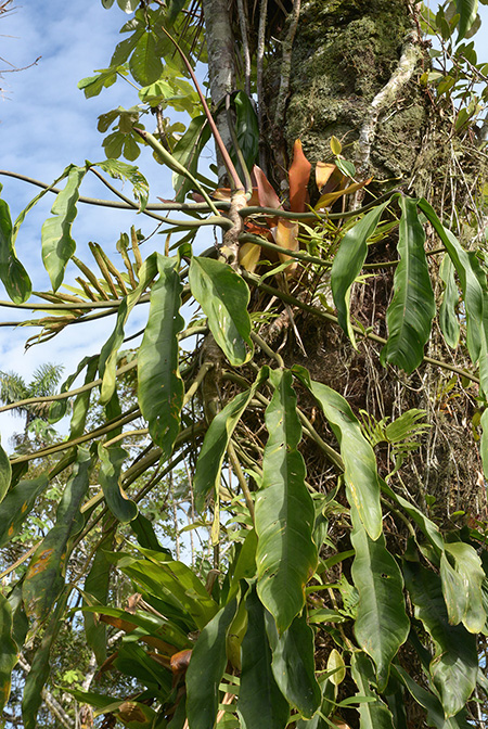 Philodendron paloraense