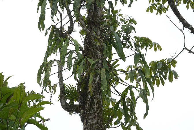 Philodendron paloraense