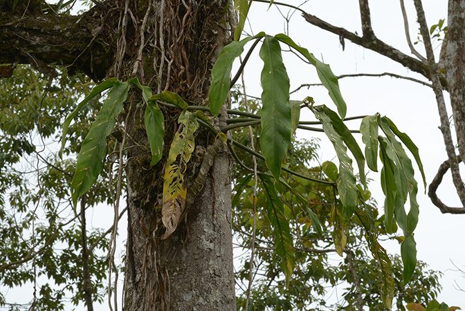 Philodendron paloraense
