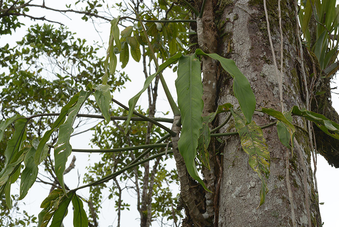 Philodendron paloraense
