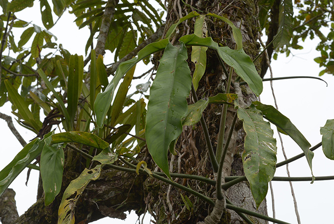 Philodendron paloraense