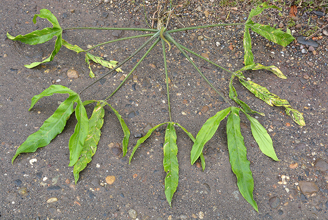 Philodendron paloraense