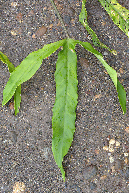 Philodendron paloraense