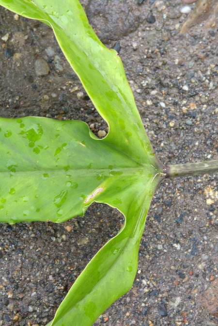 Philodendron paloraense