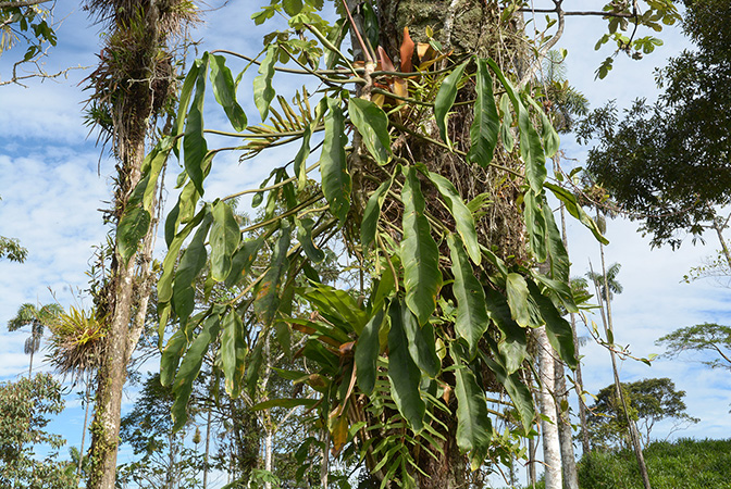 Philodendron paloraense