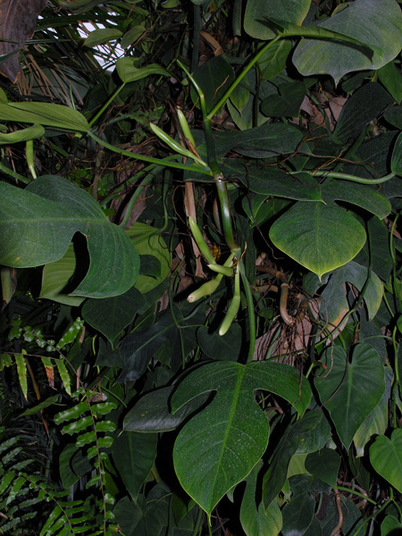 Philodendron panduriforme