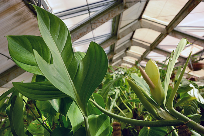 Philodendron panduriforme