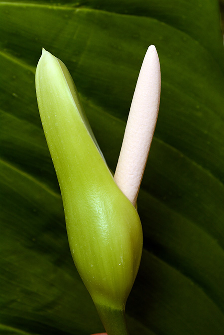 Philodendron panduriforme