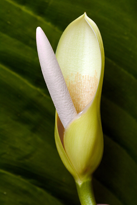 Philodendron panduriforme