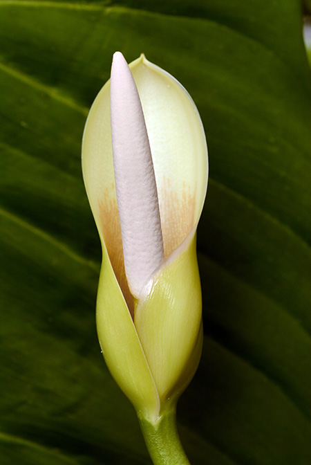 Philodendron panduriforme