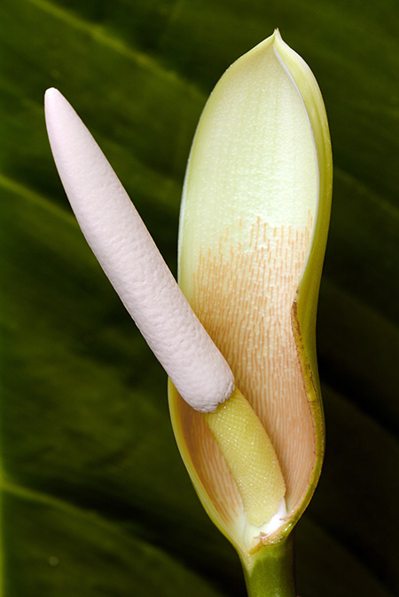 Philodendron panduriforme