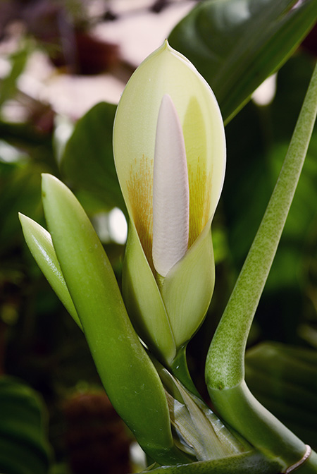 Philodendron panduriforme