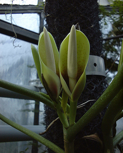 Philodendron panduriforme