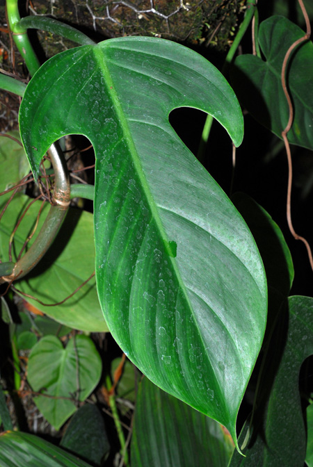 Philodendron panduriforme