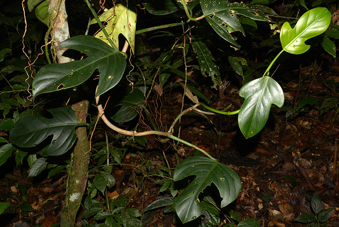 Philodendron panduriforme