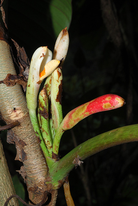 Philodendron parvidactylum