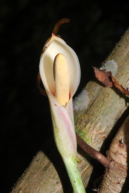 Philodendron parvidactylum