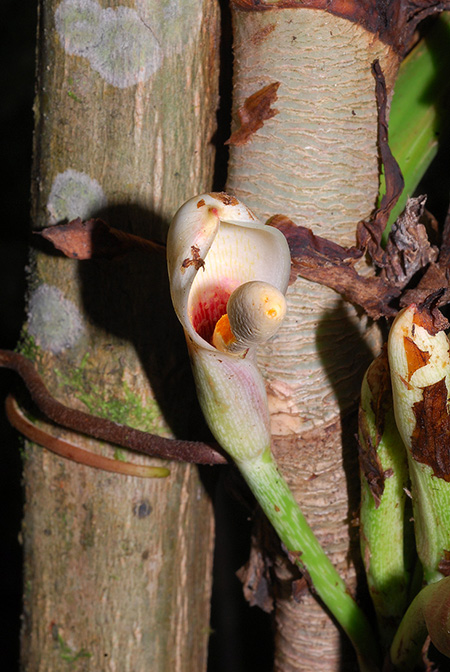 Philodendron parvidactylum