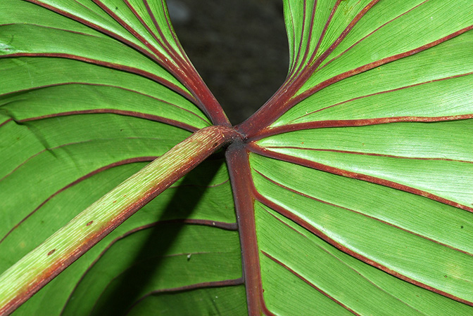 Philodendron parvidactylum