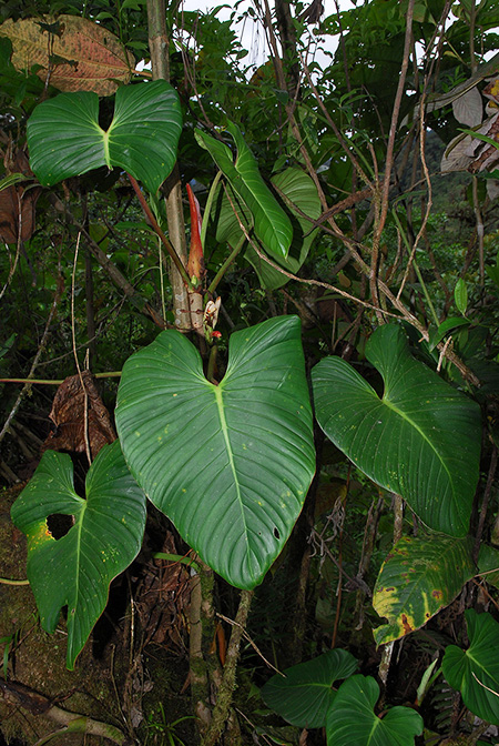 Philodendron parvidactylum