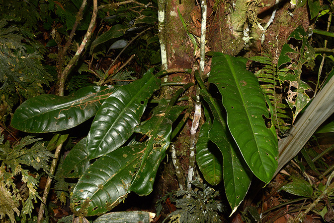 Philodendron parvilobum