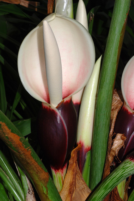 Philodendron pastazanum