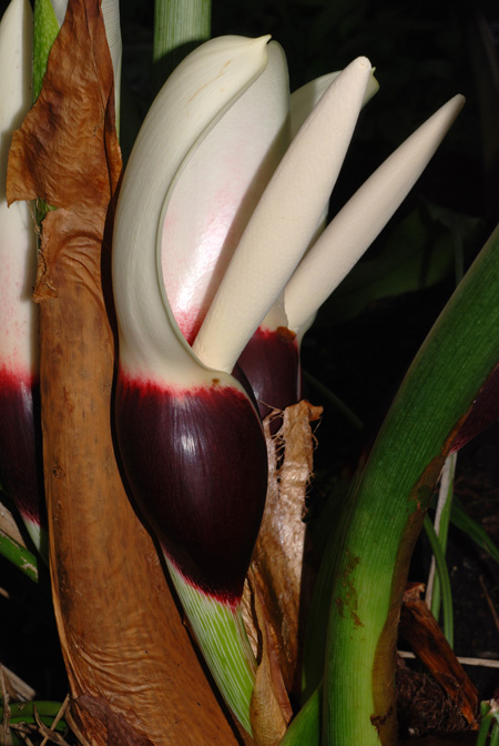 Philodendron pastazanum