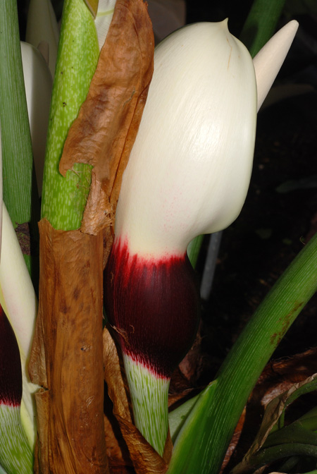 Philodendron pastazanum