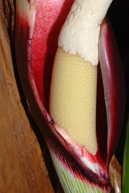 Philodendron pastazanum
