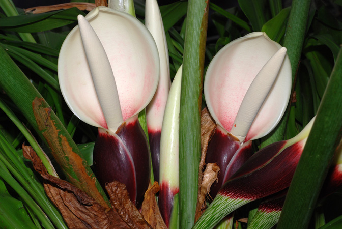 Philodendron pastazanum