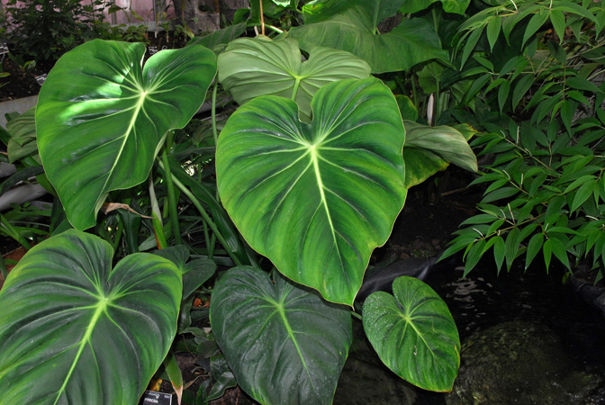 Philodendron pastazanum
