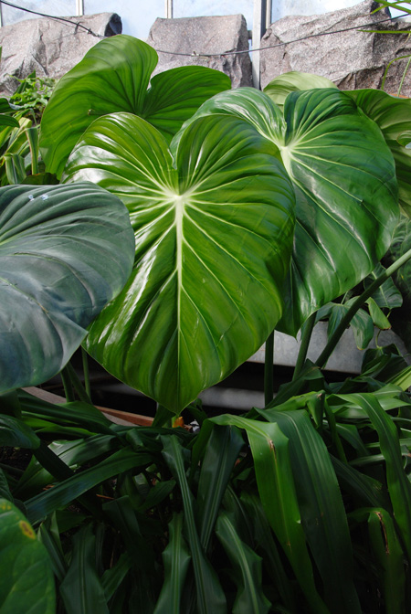 Philodendron pastazanum