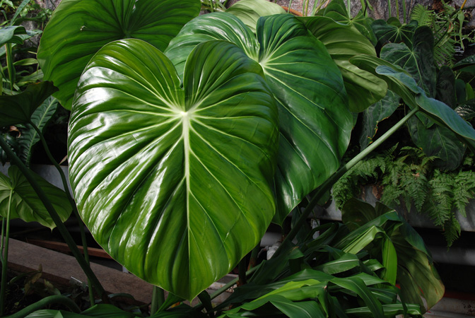 Philodendron pastazanum