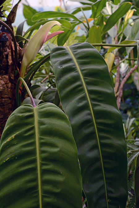 Philodendron patriciae