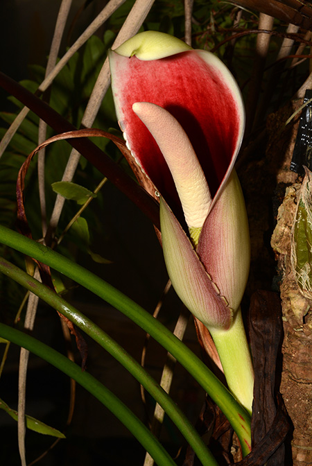 Philodendron patriciae