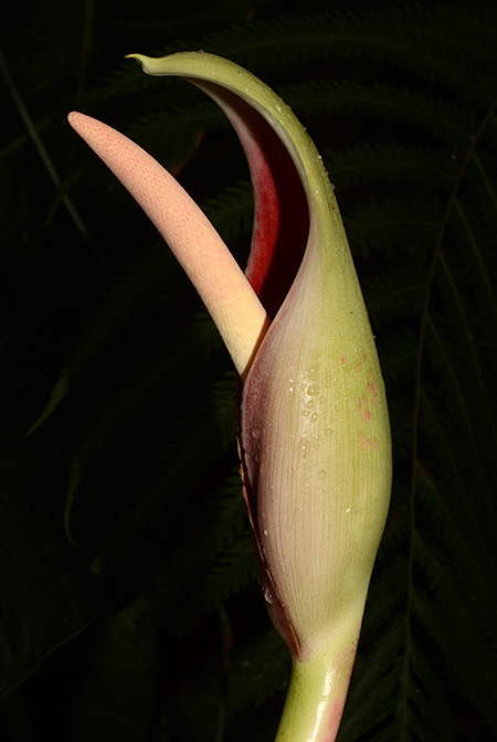 Philodendron patriciae