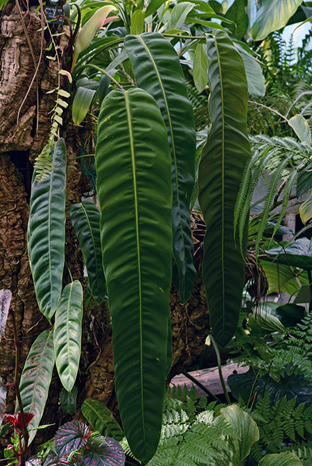 Philodendron patriciae