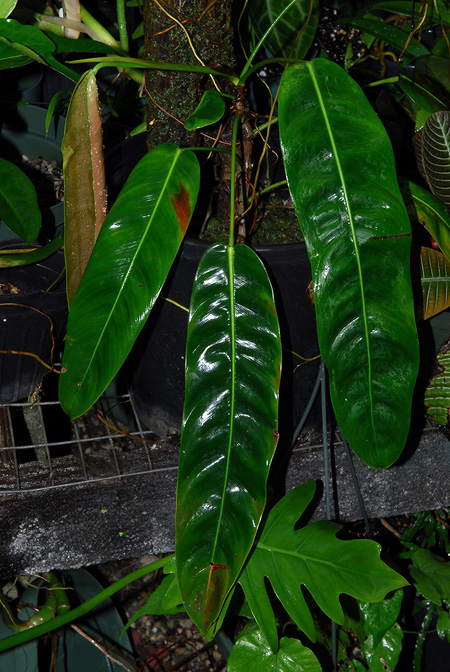 Philodendron patriciae