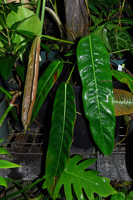 Philodendron patriciae