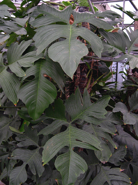 Philodendron pedatum