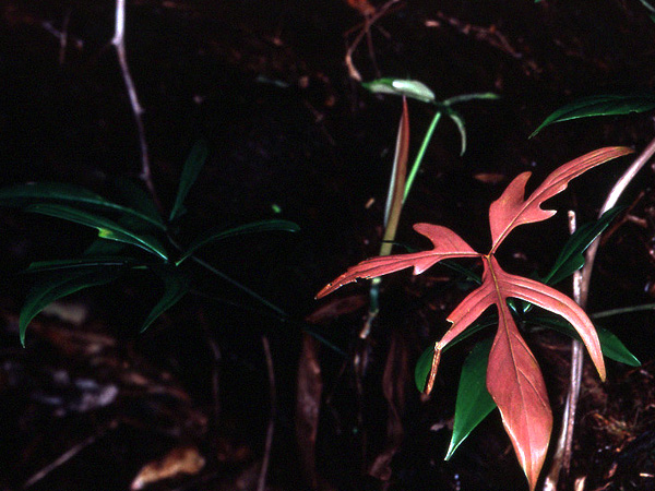 Philodendron pedatum