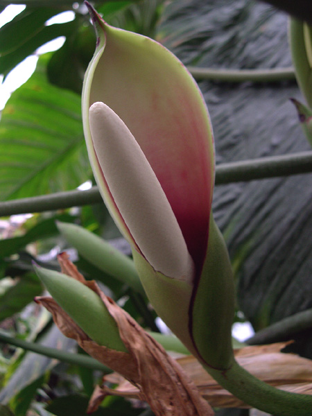 Philodendron pedatum