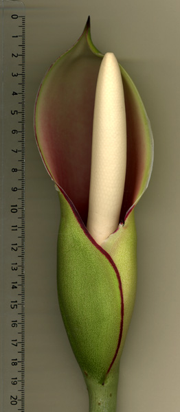 Philodendron pedatum
