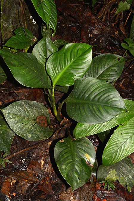 Philodendron pedunculum