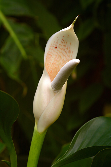 Philodendron pedunculum